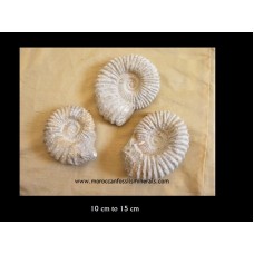 Ammonites Agadir 10-15cm Ammonites Agadir 10-15cm