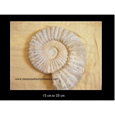 Ammonites Agadir 15-25 cm Ammonites Agadir 15-25 cm
