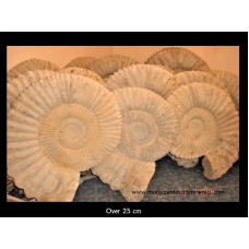 Ammonites Agadir 25 cm + Ammonites Agadir 25 cm +