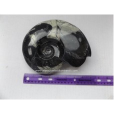 Ammonites Goniatite 12-15cm