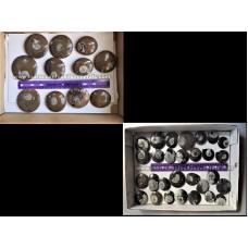 Ammonites Goniatite 3 cm Ammonites Goniatite 3 cm