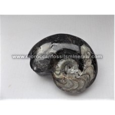 Ammonites Goniatite 5-12cm