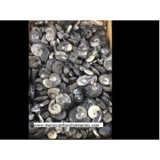 Ammonites Goniatite 5 cm Ammonites Goniatite 5 cm