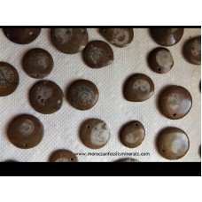 Ammonites pendants 1
