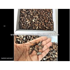 By weight Agatized gastropod By weight Agatized gastropod