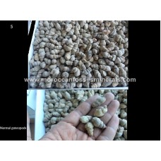 By weight gastropod By weight gastropod