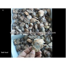 By weight shell fossil