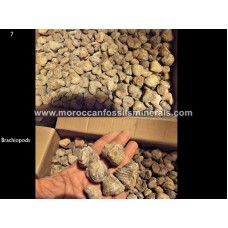 By weight Brachiopods By weight Brachiopods