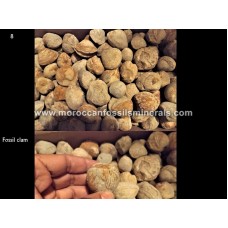 By weight fossil clam