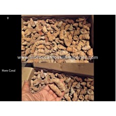 By weight Horn coral