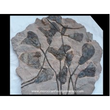 Crinoids multi