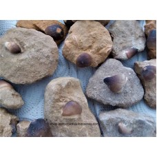 Globidens teeth on matrix