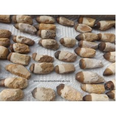 Globidens teeth single