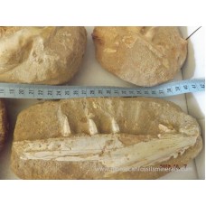 Jaw Enchodus