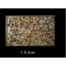 Mosasaurs teeth 1.5-2cm