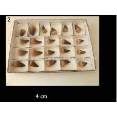 Mosasaurs teeth 3-4cm