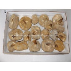 Mosasaurs teeth on matrix