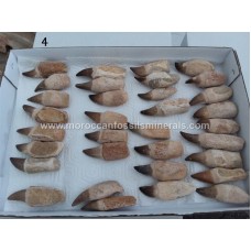 Mosasaurs teeth 10-12cm