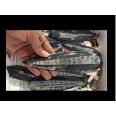 Orthoceras 12-15cm
