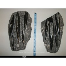 Orthoceras plate 15cm