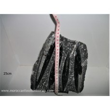 Orthoceras plate 25cm