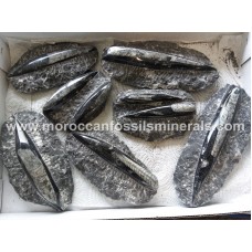 Orthoceras single 12-15cm