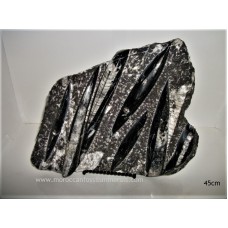 Orthoceras plate 45cm