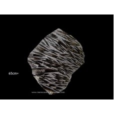 Orthoceras plate 65cm