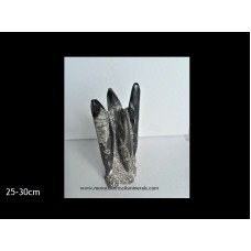 Orthoceras tower 25-30cm