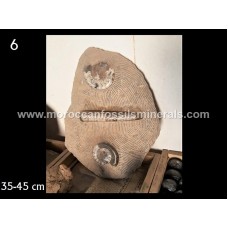 Fossil Sculpture 35-45cm