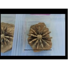 Sea urchin