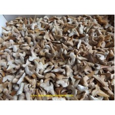 Shark Teeth 1.5-2cm