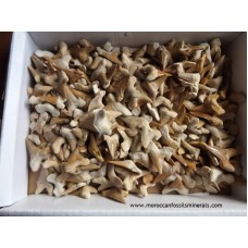 Shark Teeth 3-4cm