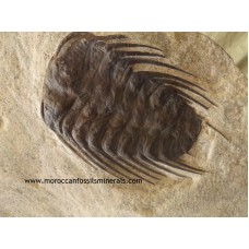Trilobites AAA