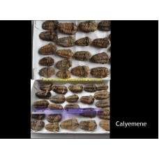 Trilobites Calymene AA