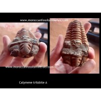 Trilobites Calymene A