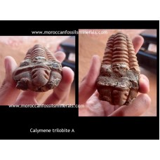 Trilobites Calymene A