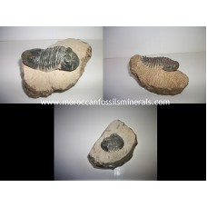 Trilobites AA