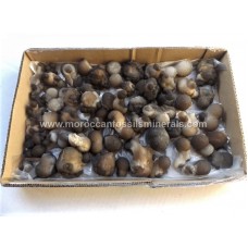 Chalcedony 1