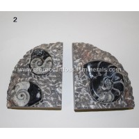 Bookend fossil 2 Bookend fossil 2