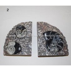Bookend fossil 2 Bookend fossil 2