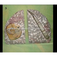 Bookend fossil 3 Bookend fossil 3