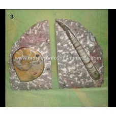 Bookend fossil 3 Bookend fossil 3