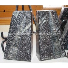 Bookend fossil 4 Bookend fossil 4