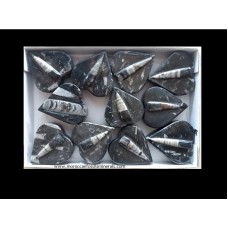 Orthoceras box #1