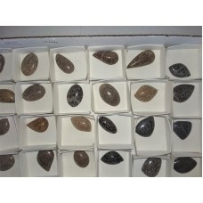 Dinosaur bone cabochons Dinosaur bone cabochons