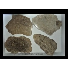 Dinosaur bone slabs Dinosaur bone slabs