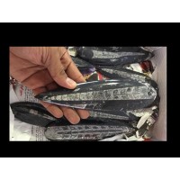 Orthoceras 12-15cm