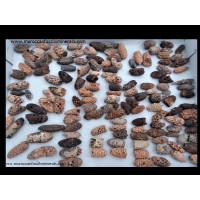 Pine cone fossil
