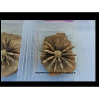 Sea urchin